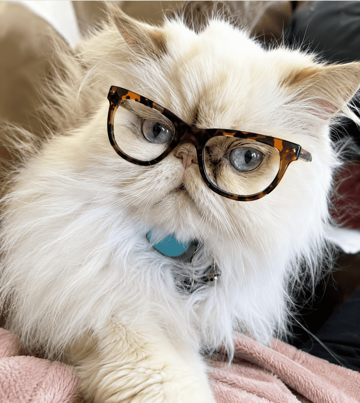 Cat 2